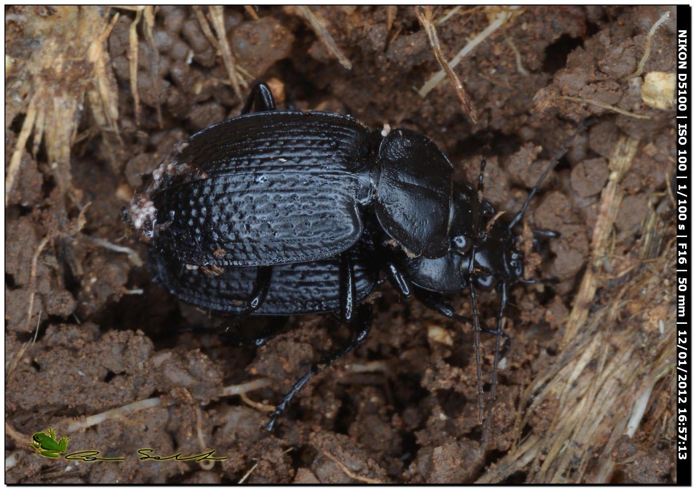 Licinus punctatulus