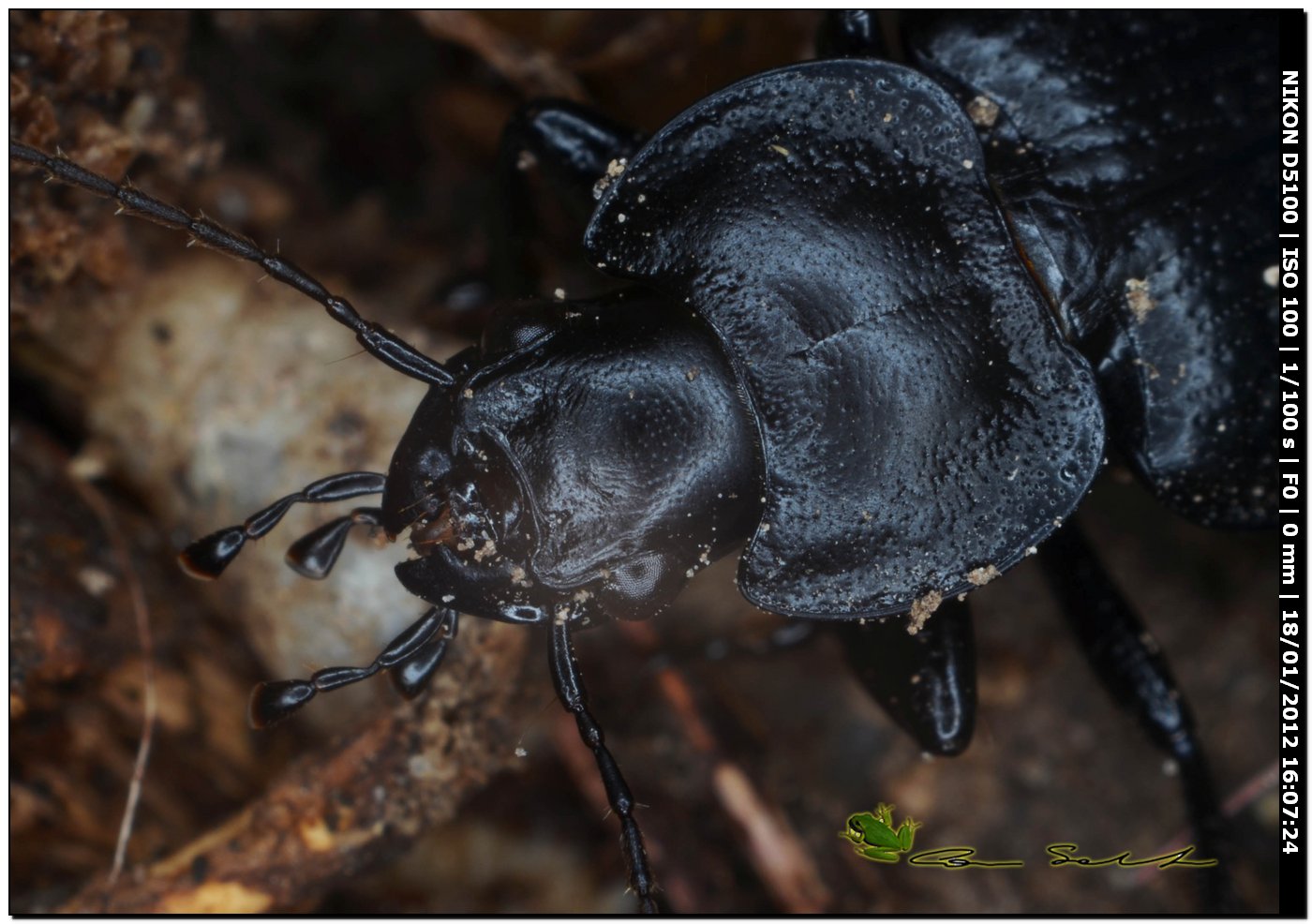 Carabidae, Licinus punctatulus