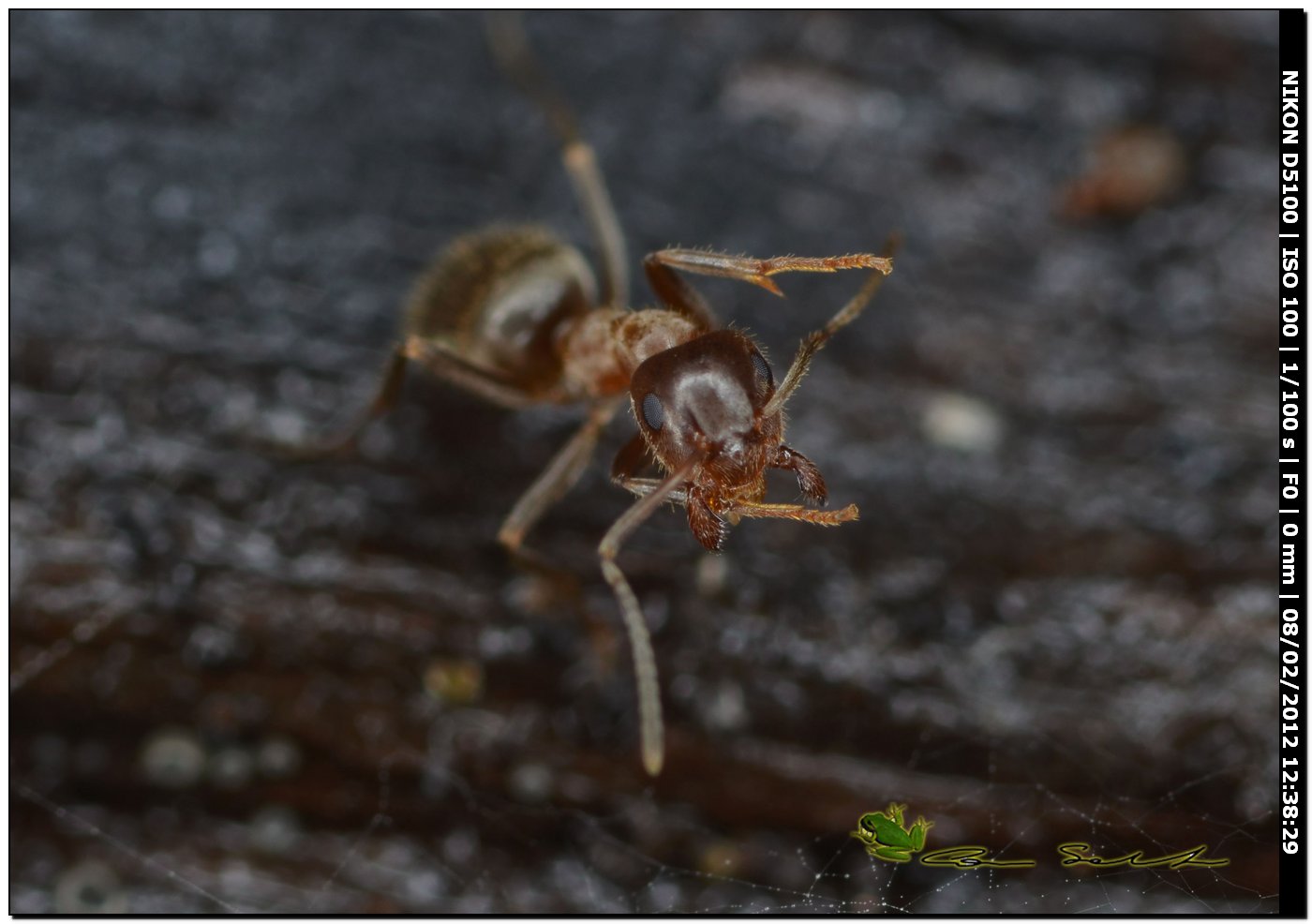 Formiche: Lasius sp.