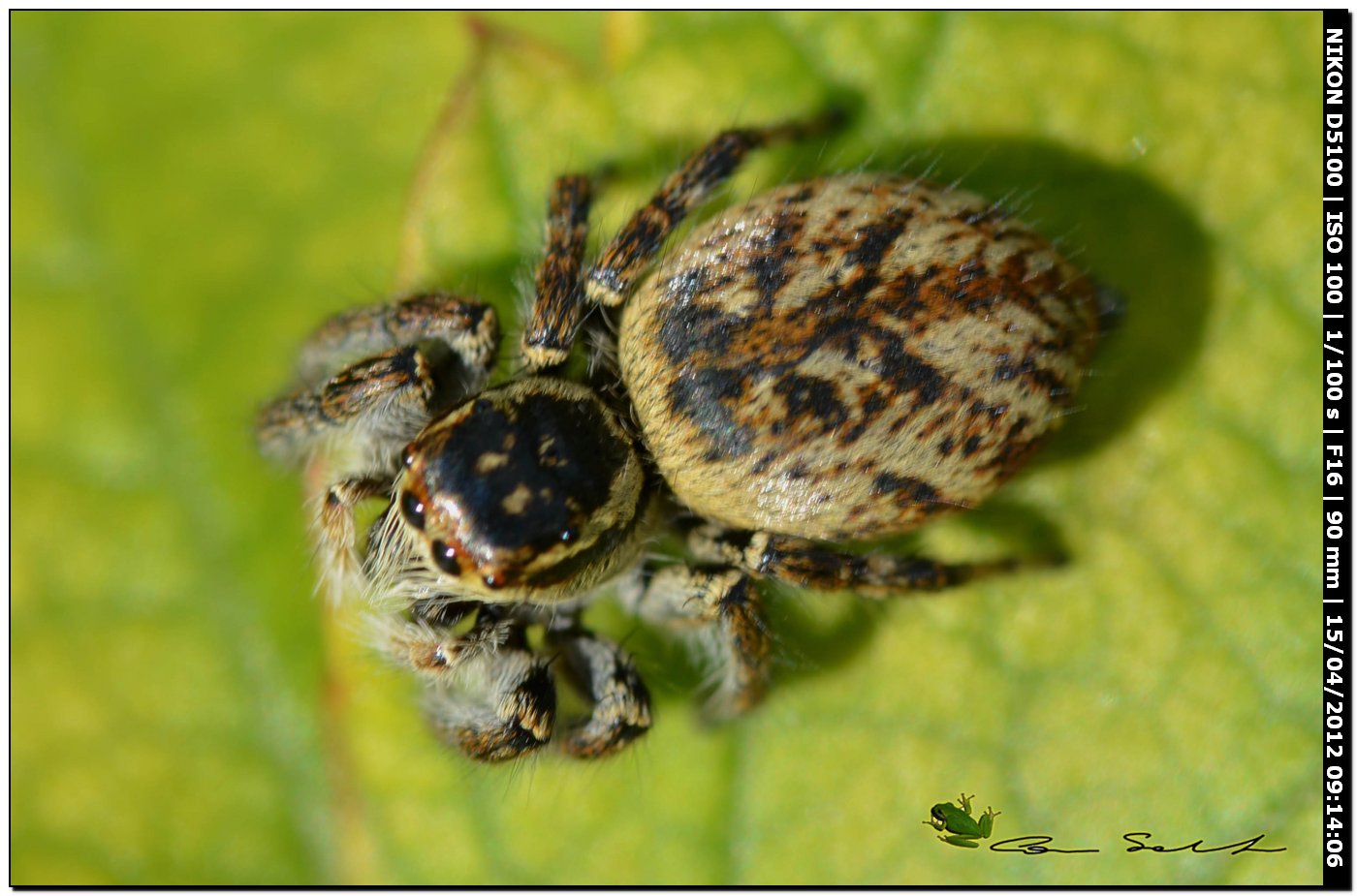 Carrhotus xanthogramma