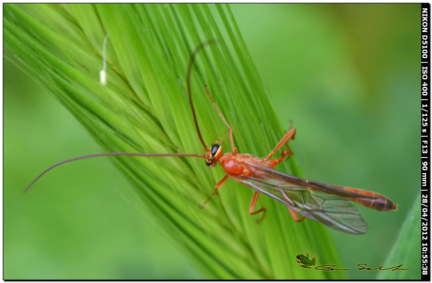 Enicospilus sp.,  Ichneumonidae