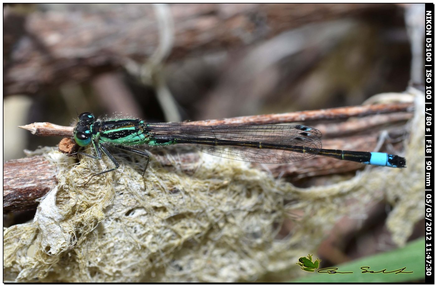 Ischnura genei