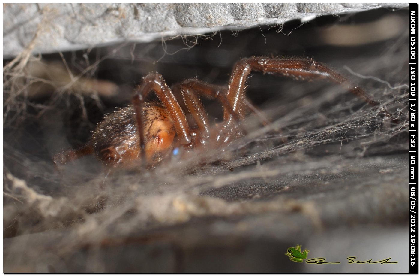 Steatoda nobilis