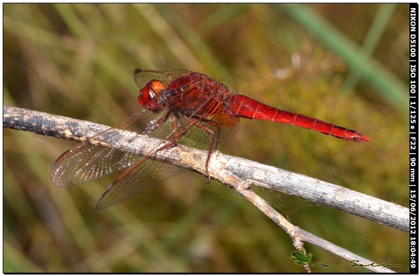 Crocothemis erythraea ♂