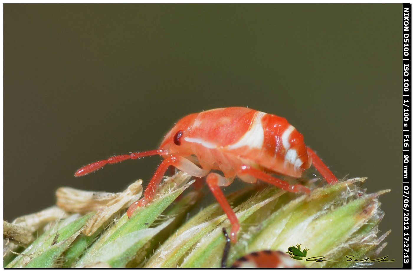 Ninfa di ...Carpocoris sp.