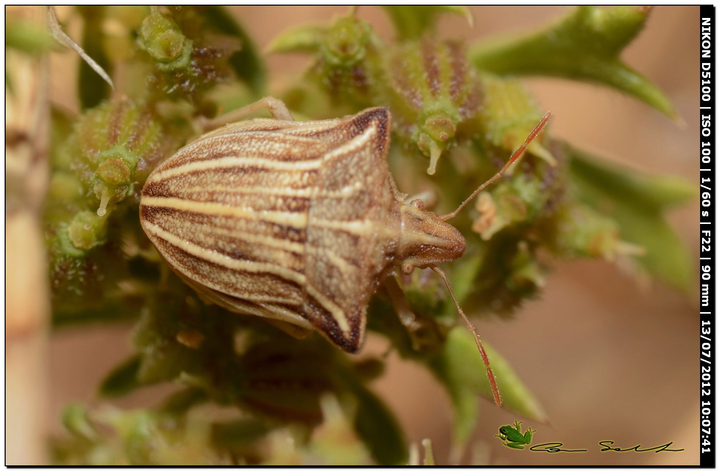 Ancyrosoma leucogrammes