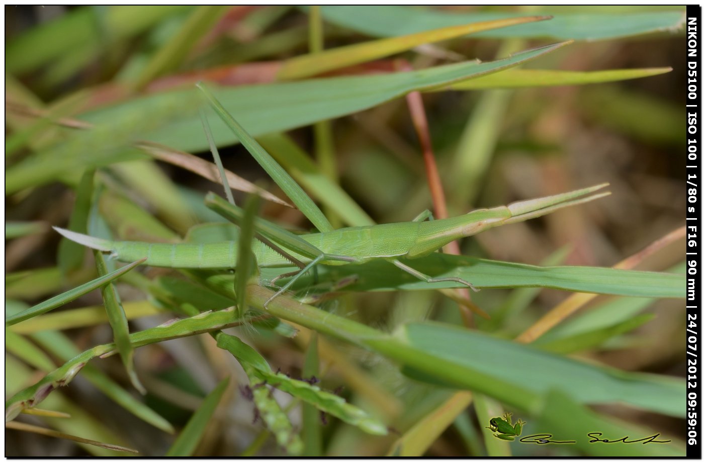 Acrida sp.