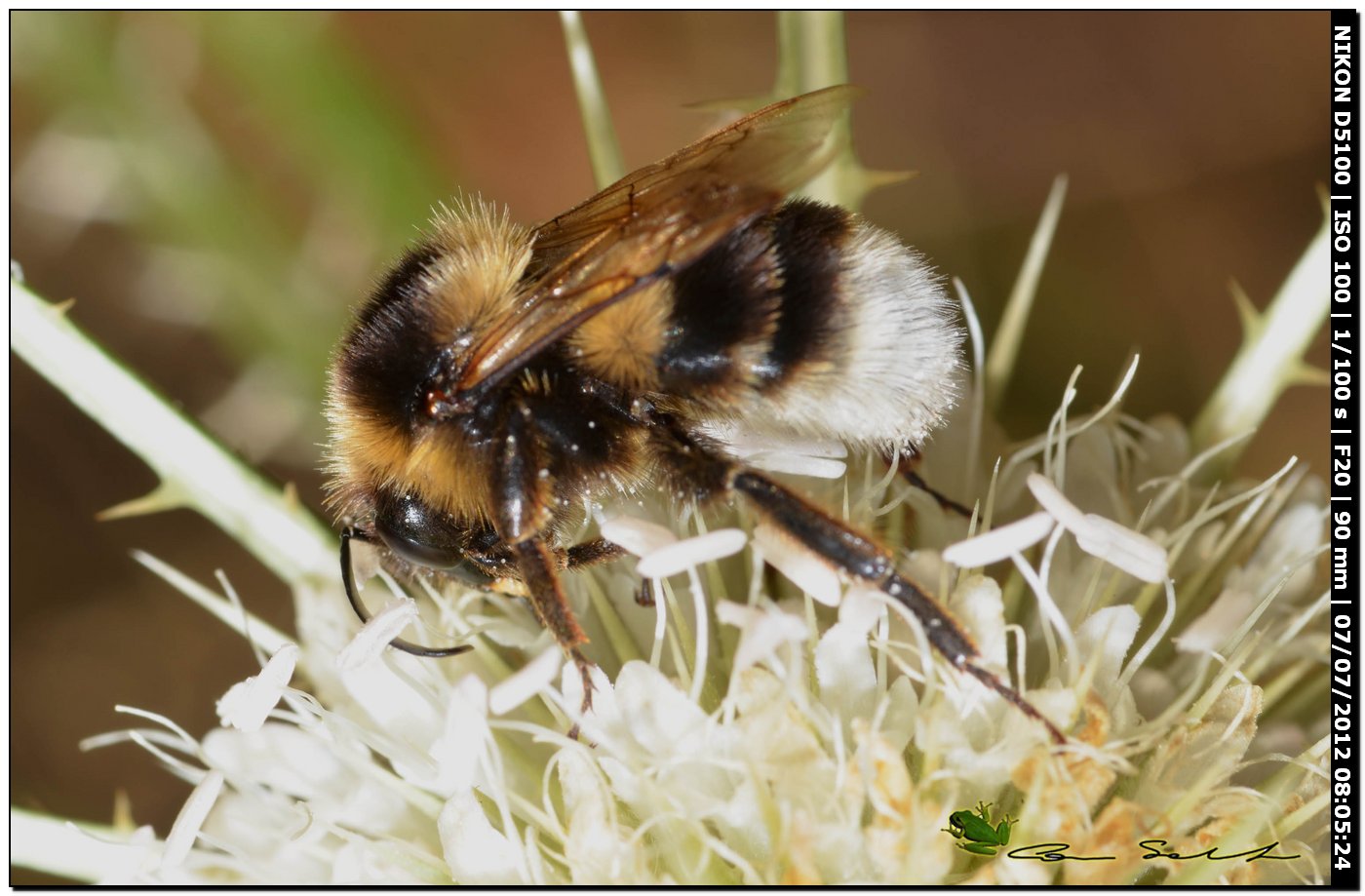 Bombus ...morti sul fiore