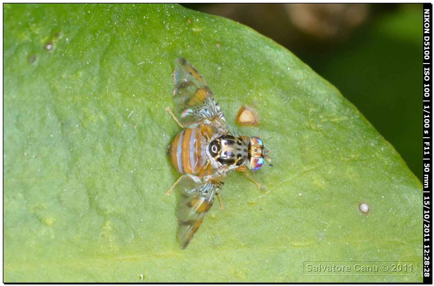 Ceratitis capitata (Tephritidae)