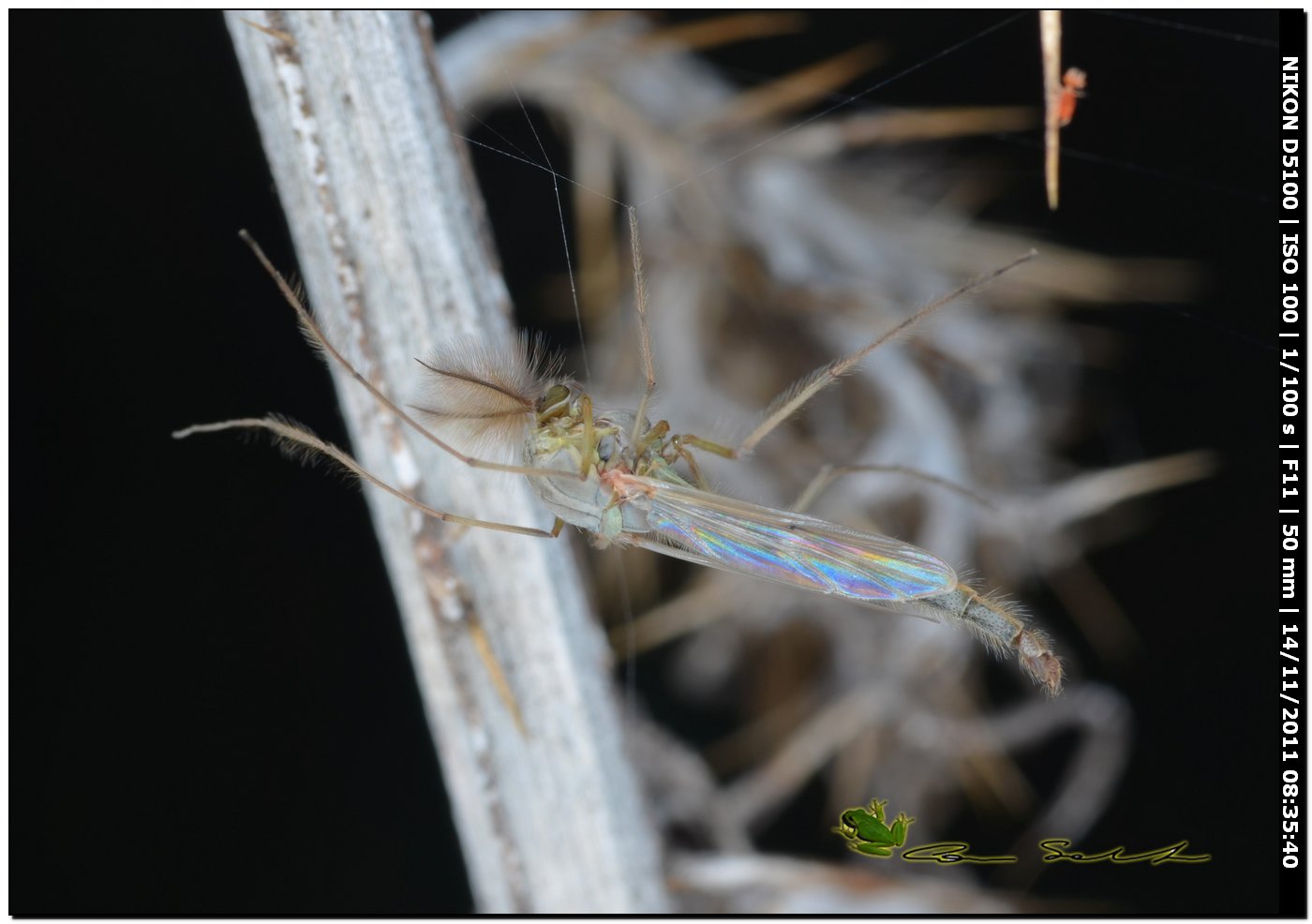 Chironomidae