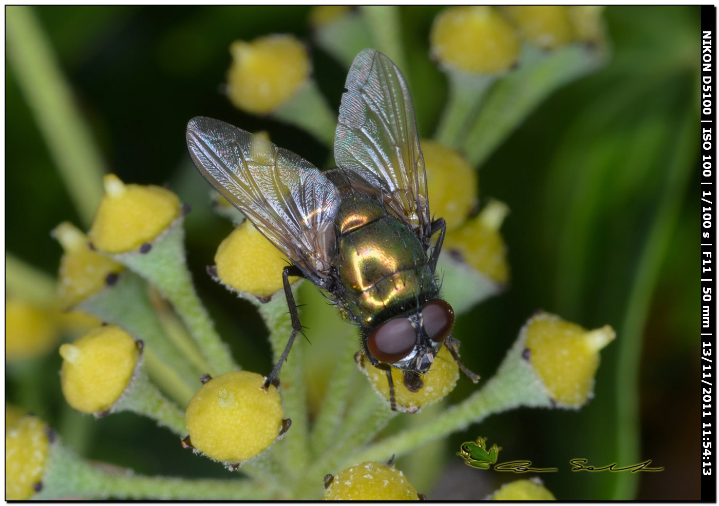 Neomya cornicina ♂ (Muscidae)