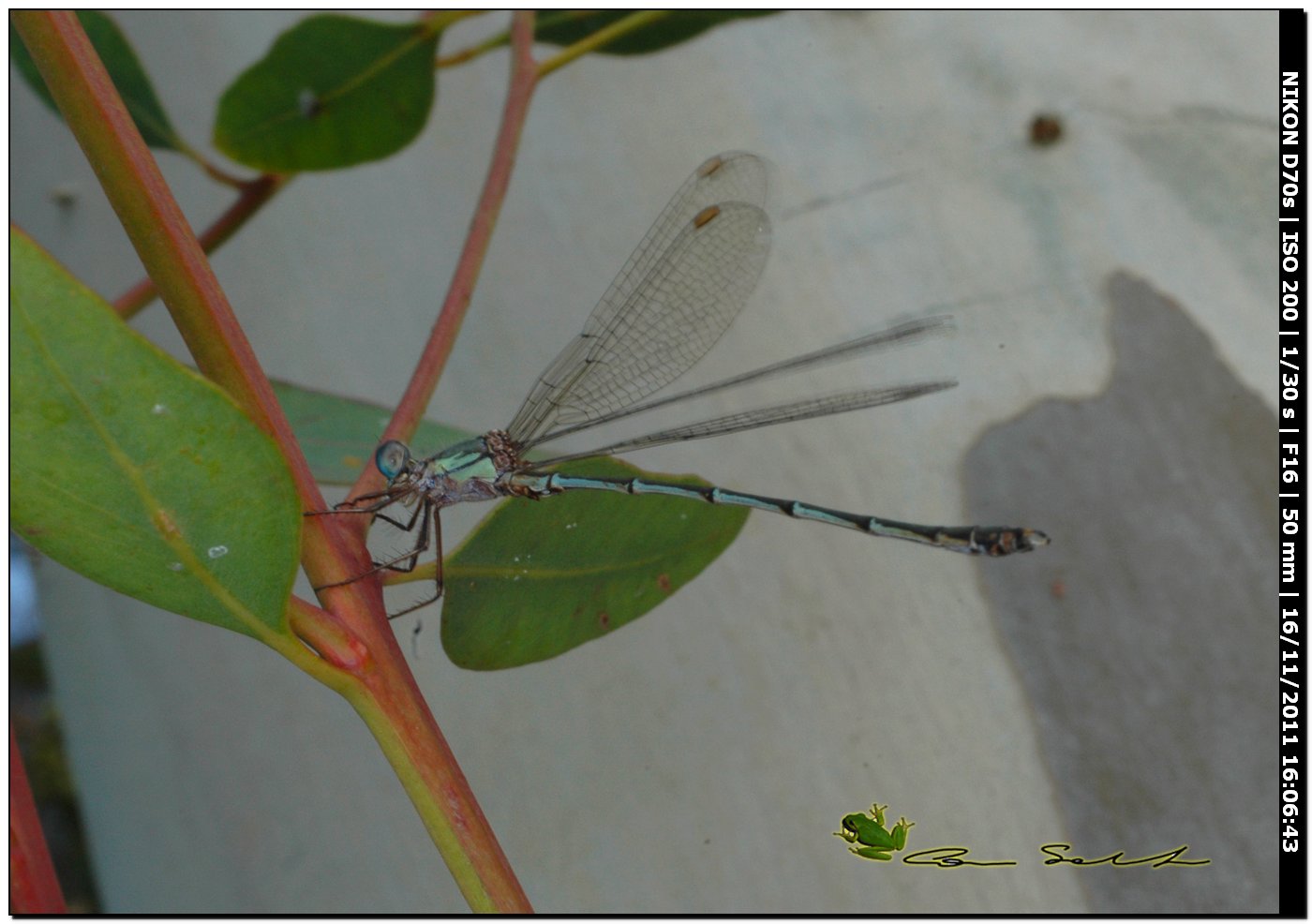 da identificare - Chalcolestes viridis