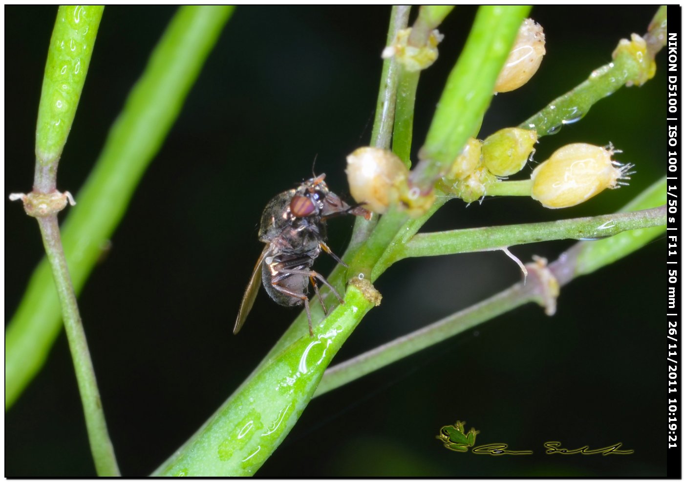 Lauxaniidae: Calliopum sp.