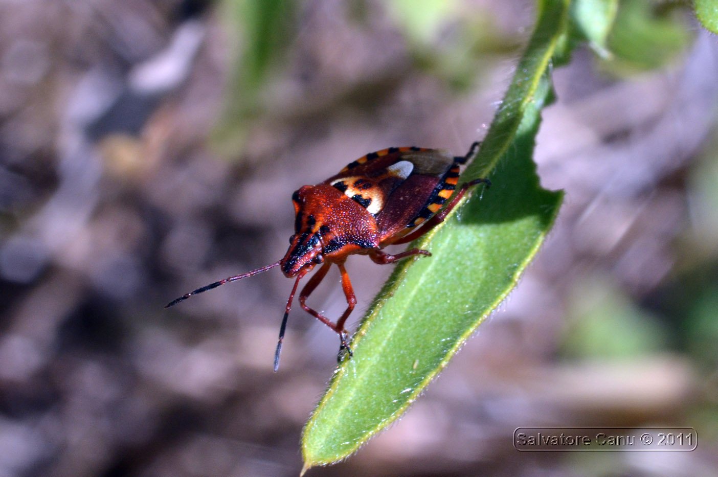 Pentatomidae: Codophila varia della Sardegna (SS)