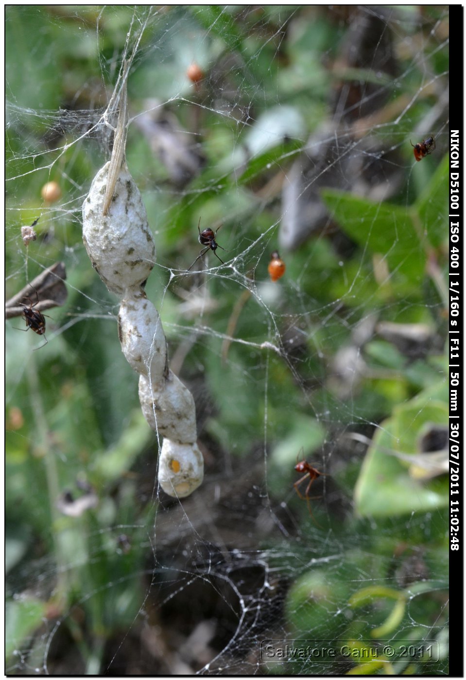 Argyrodes sp.