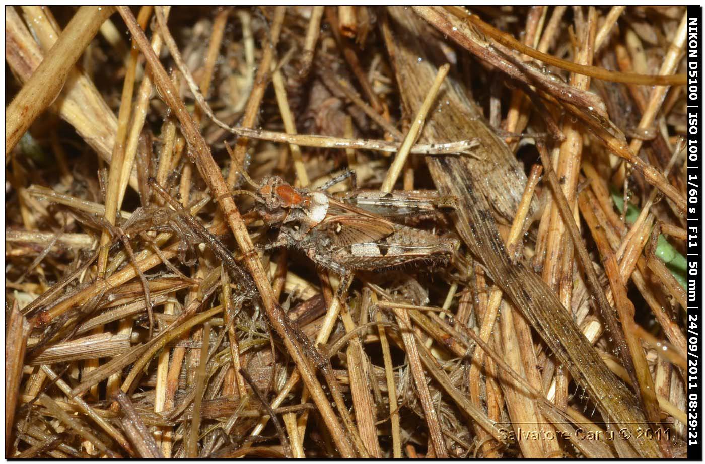 Ninfa di Acrotylus sp.