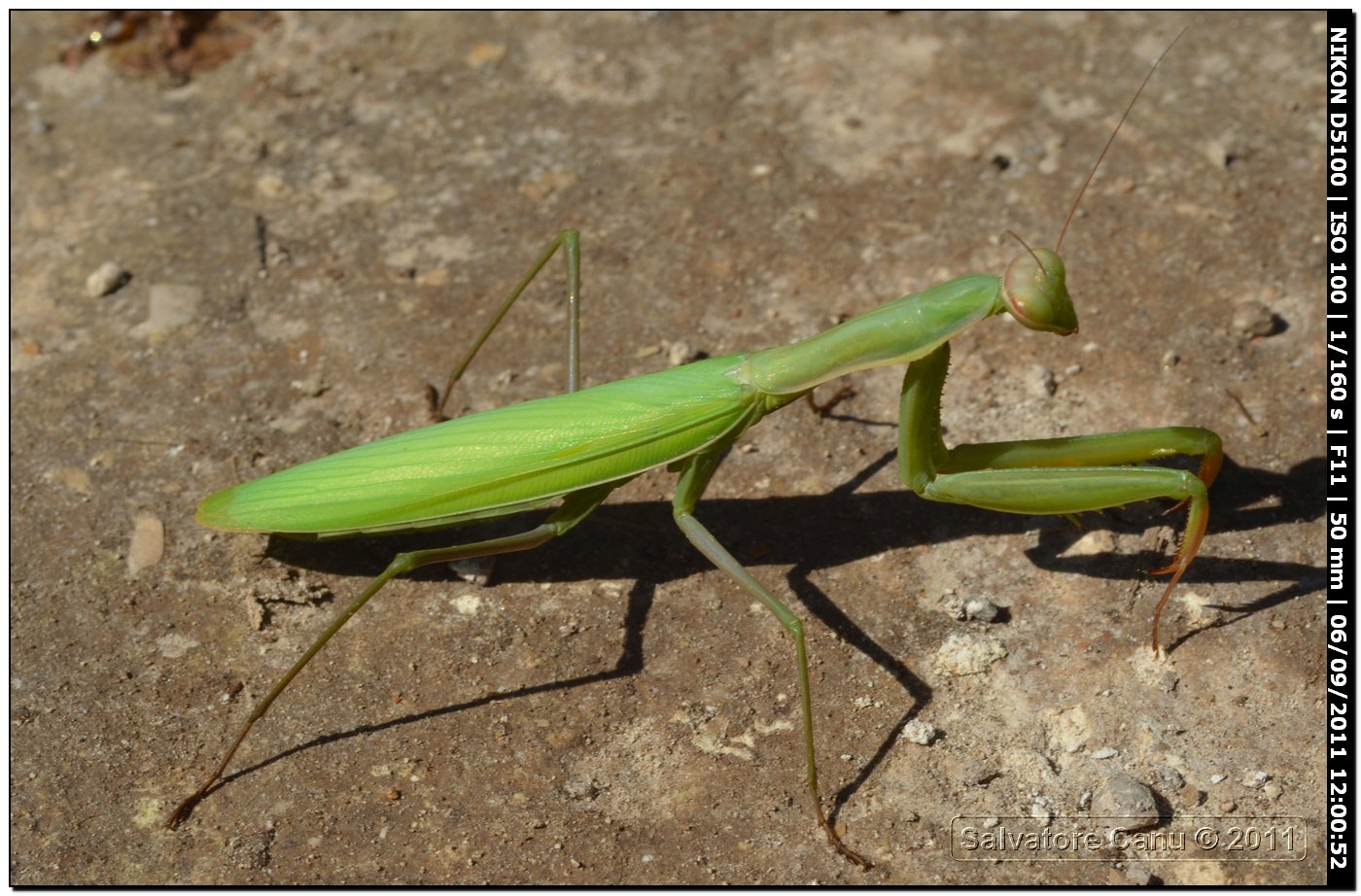 Mantide religiosa