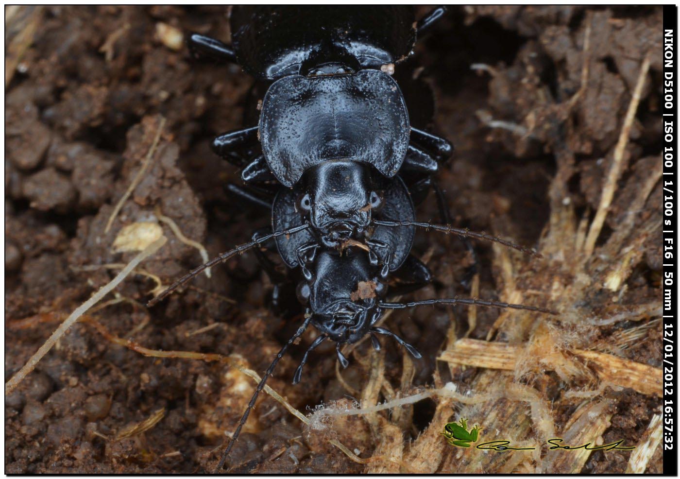 Licinus punctatulus