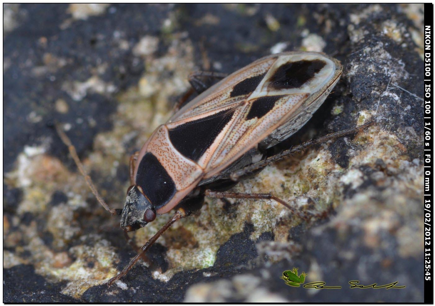 Lygaeidae: Ischnocoris punctulatus da Usini (SS)