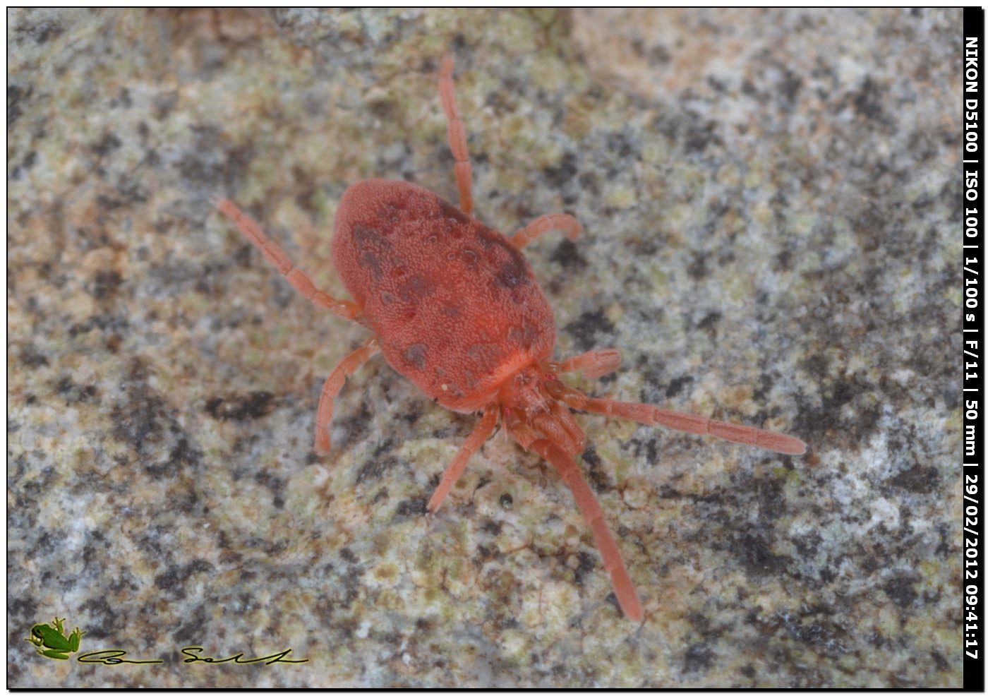 Allothrombium sp., Trombidiidae?