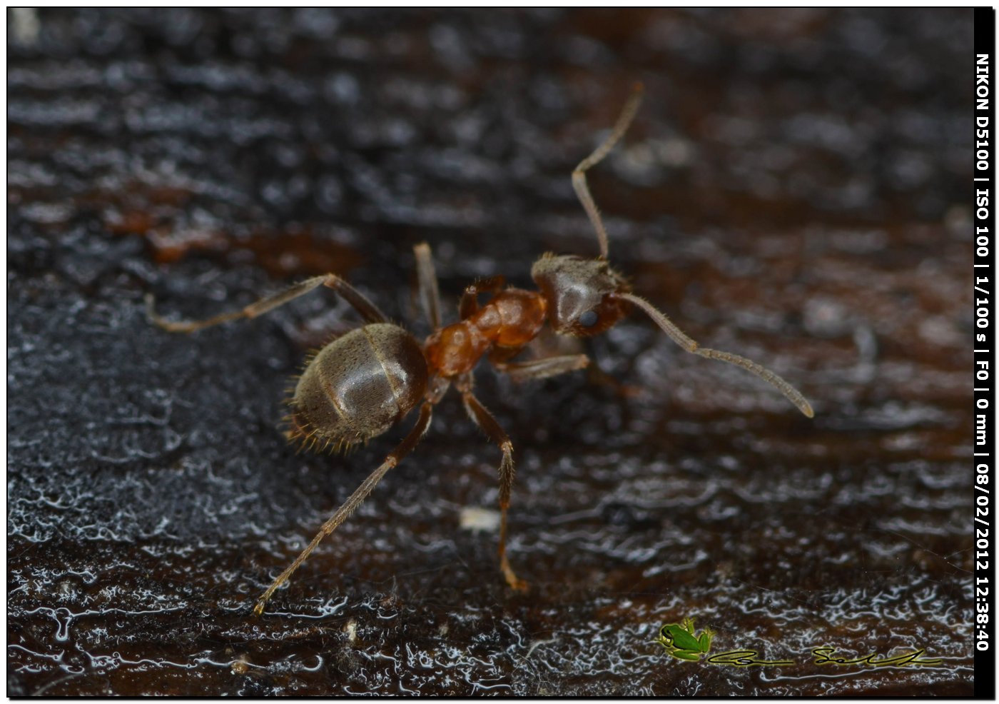 Formiche: Lasius sp.