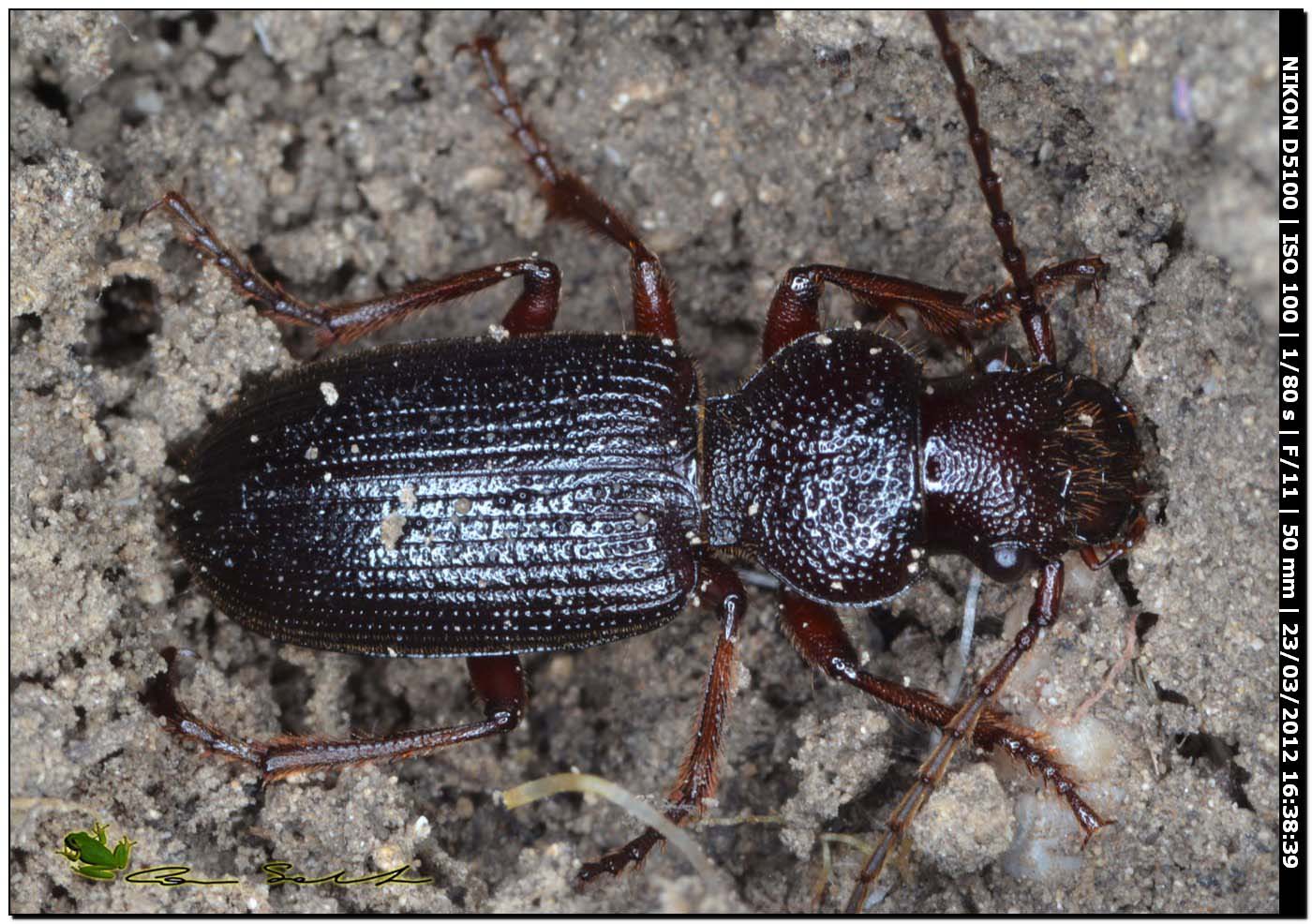 Carterus cfr calidonius e C. rotundicollis