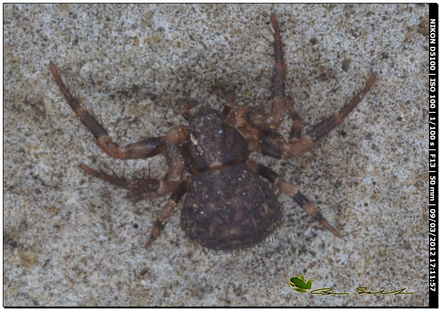 Xysticus sp.? da Usini    No. Ozyptila sp.