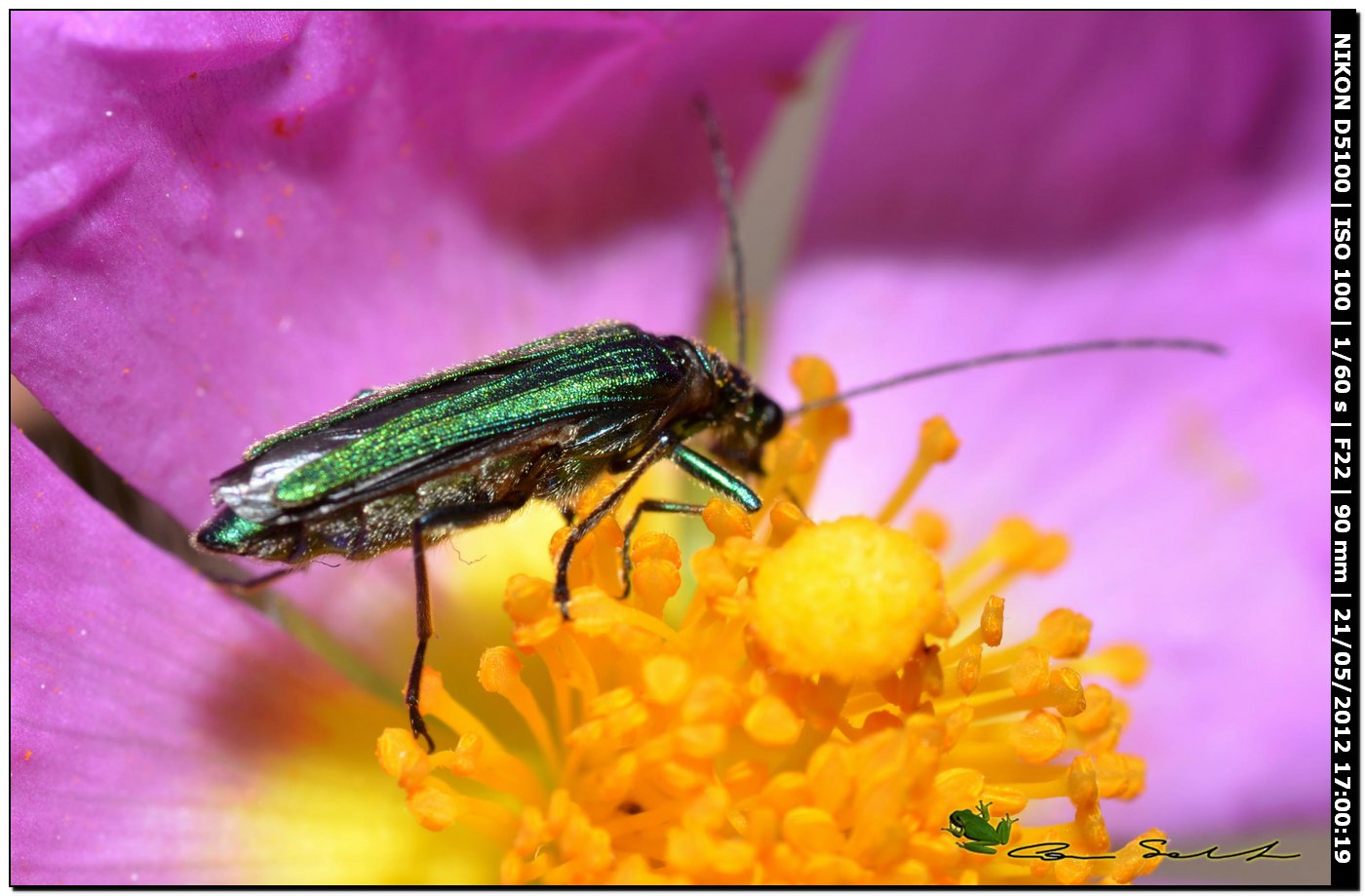 Oedemera nobilis, femmina