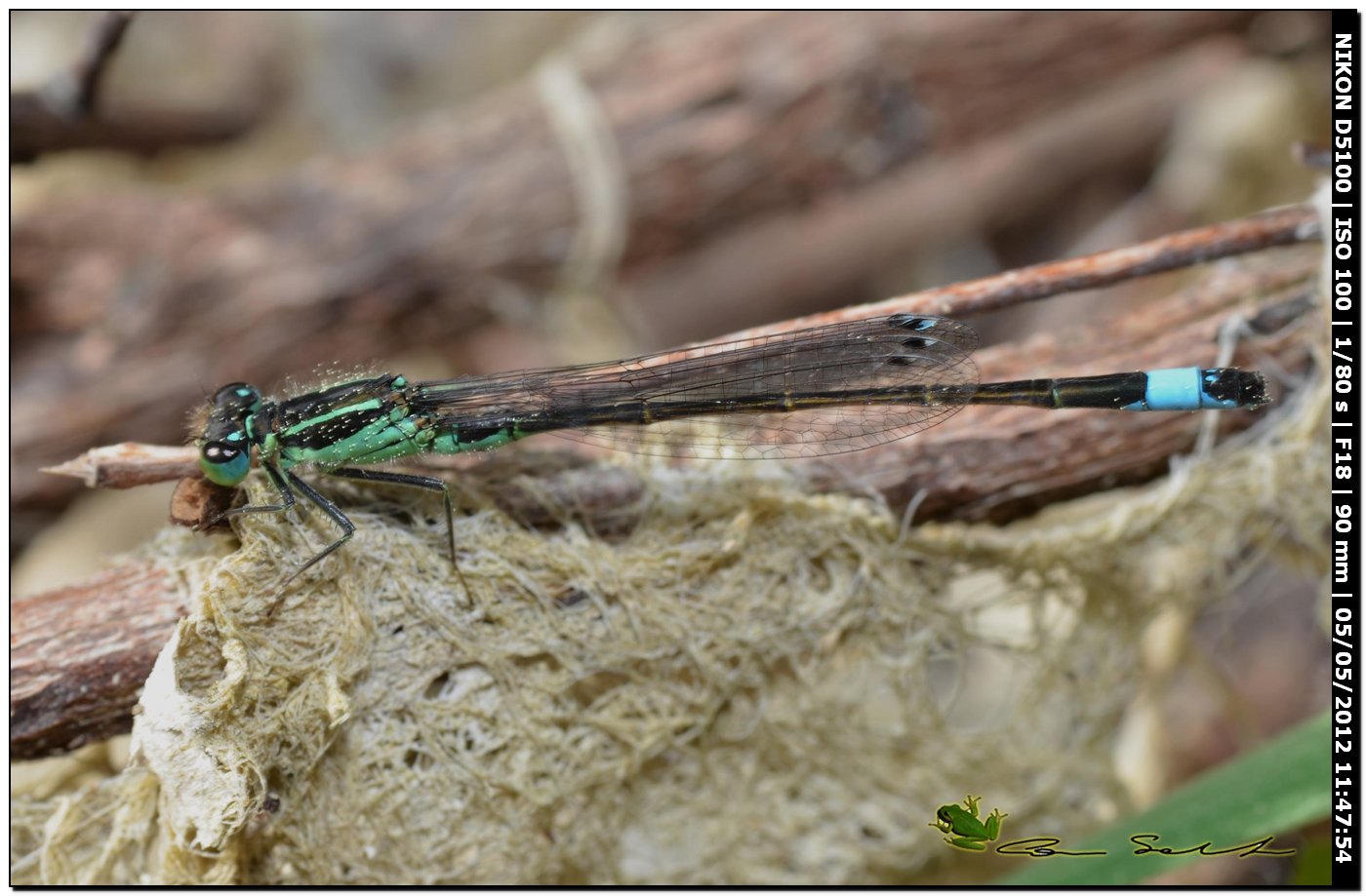 Ischnura genei