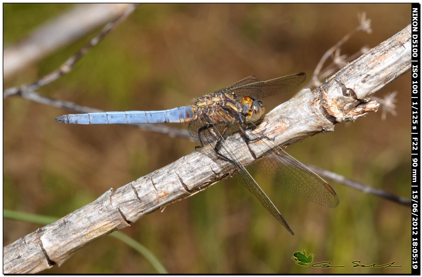 Orthetrum coerulescens anceps ♂