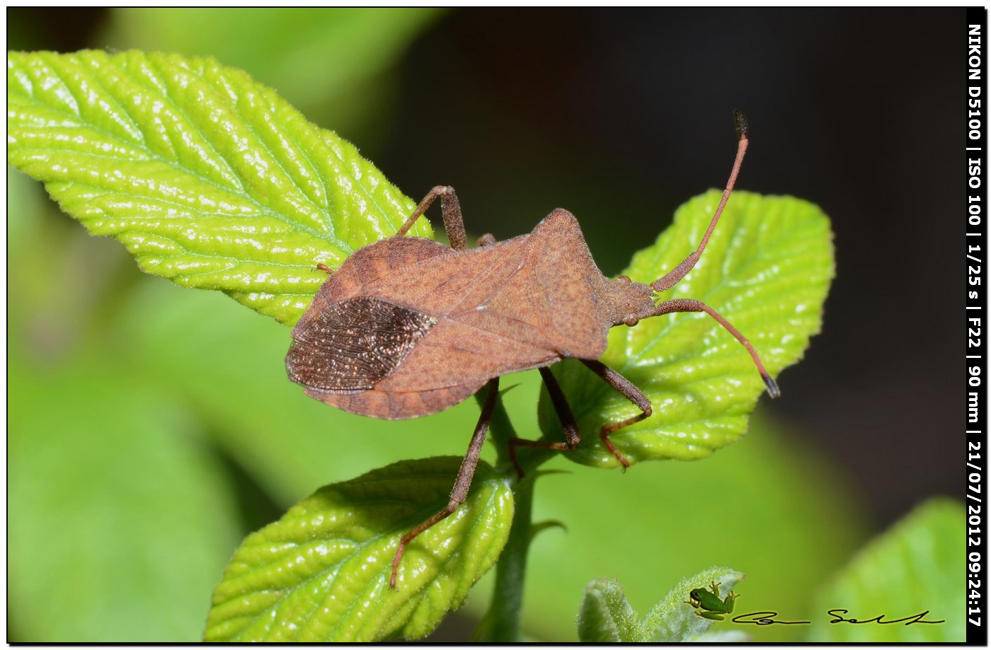 Coreidae: Coreus marginatus della Sardegna (SS)