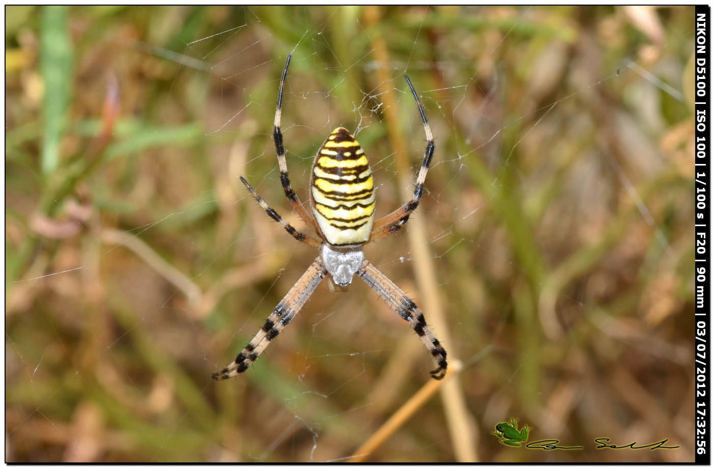 Argiope bruennichi, le prime della stagione