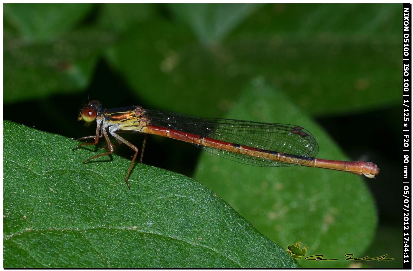 Ceriagrion tenellum ♀