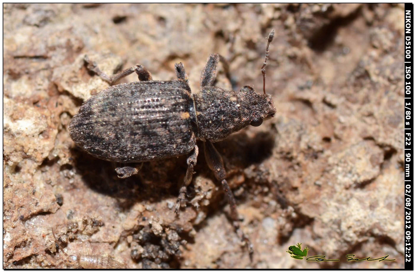 Coelositona gr. cambricus