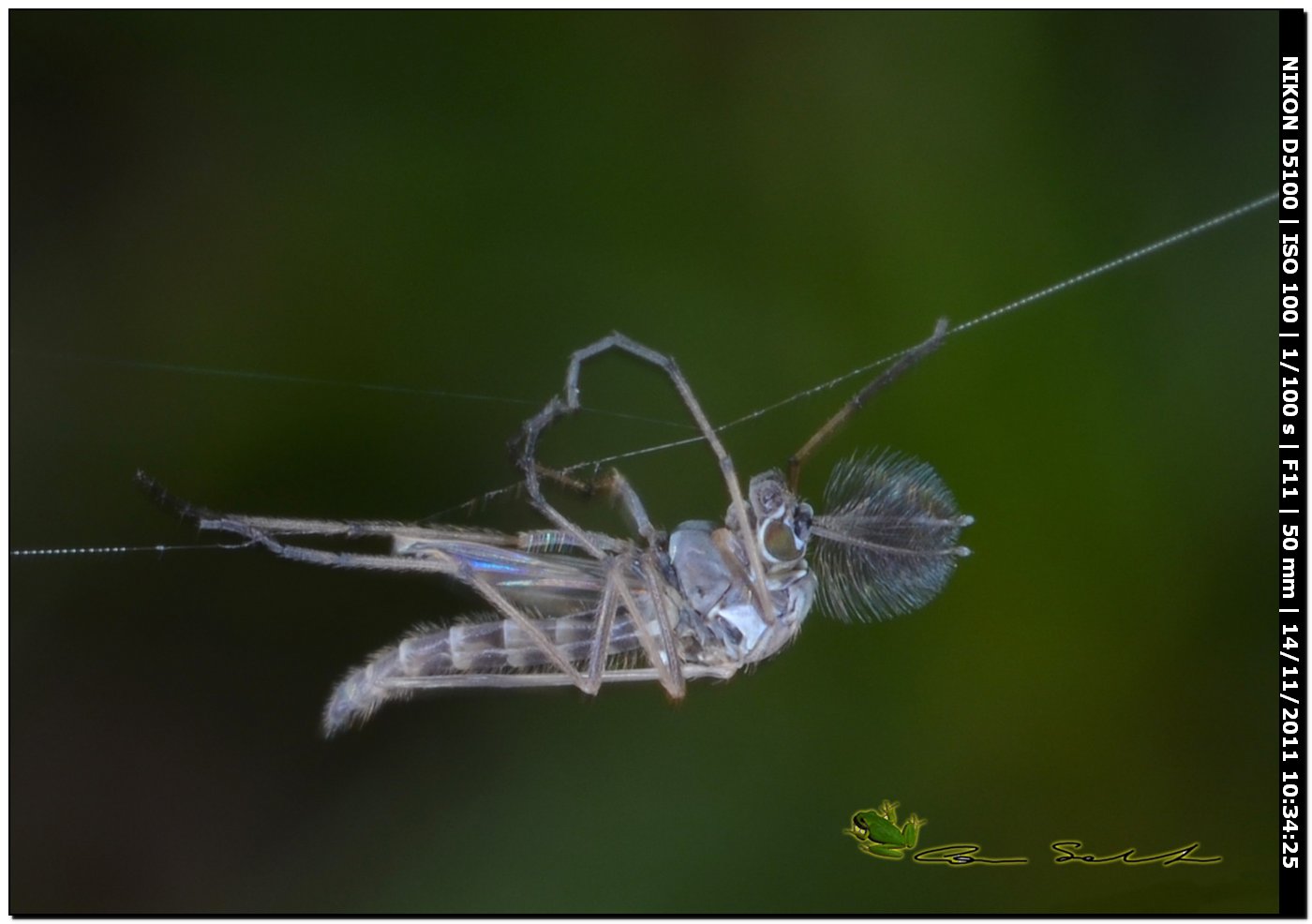 Chironomidae