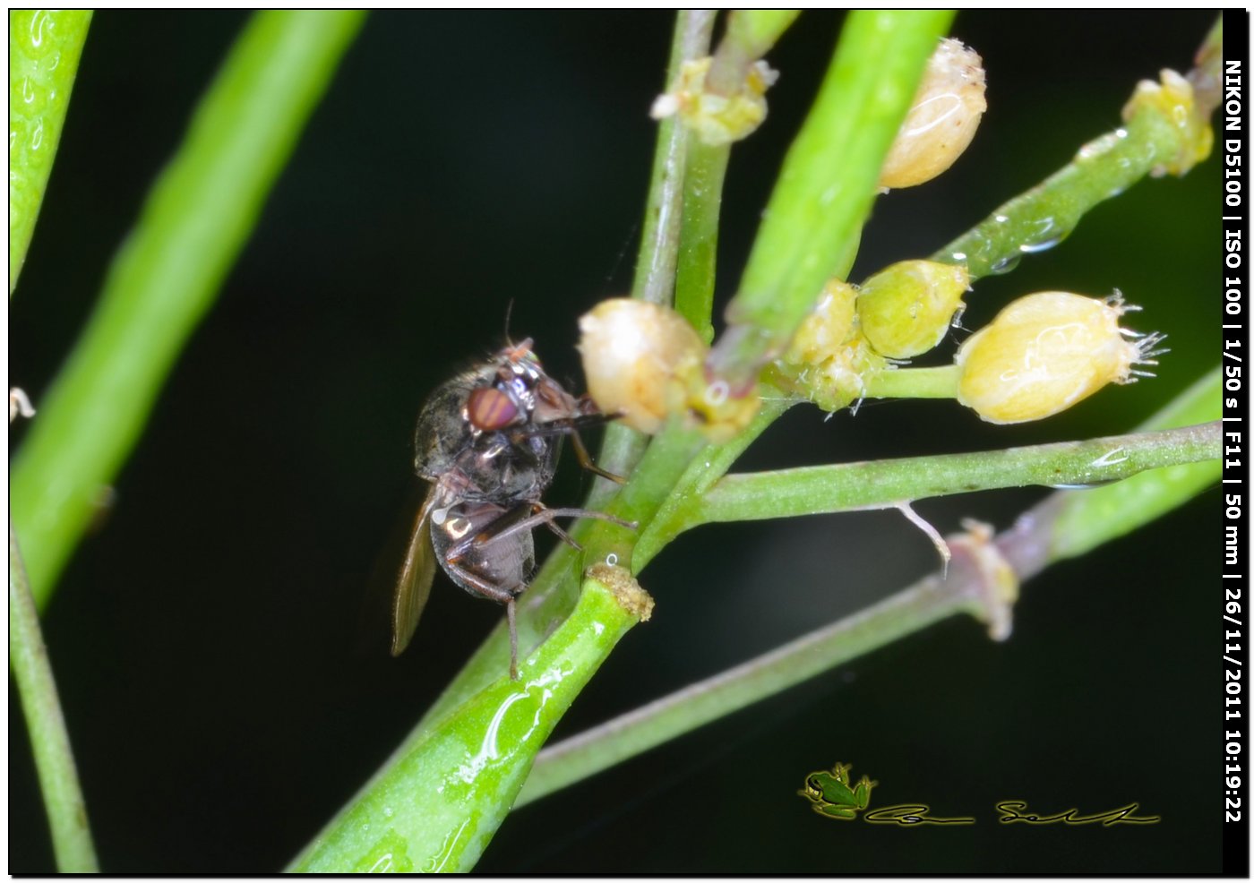 Lauxaniidae: Calliopum sp.