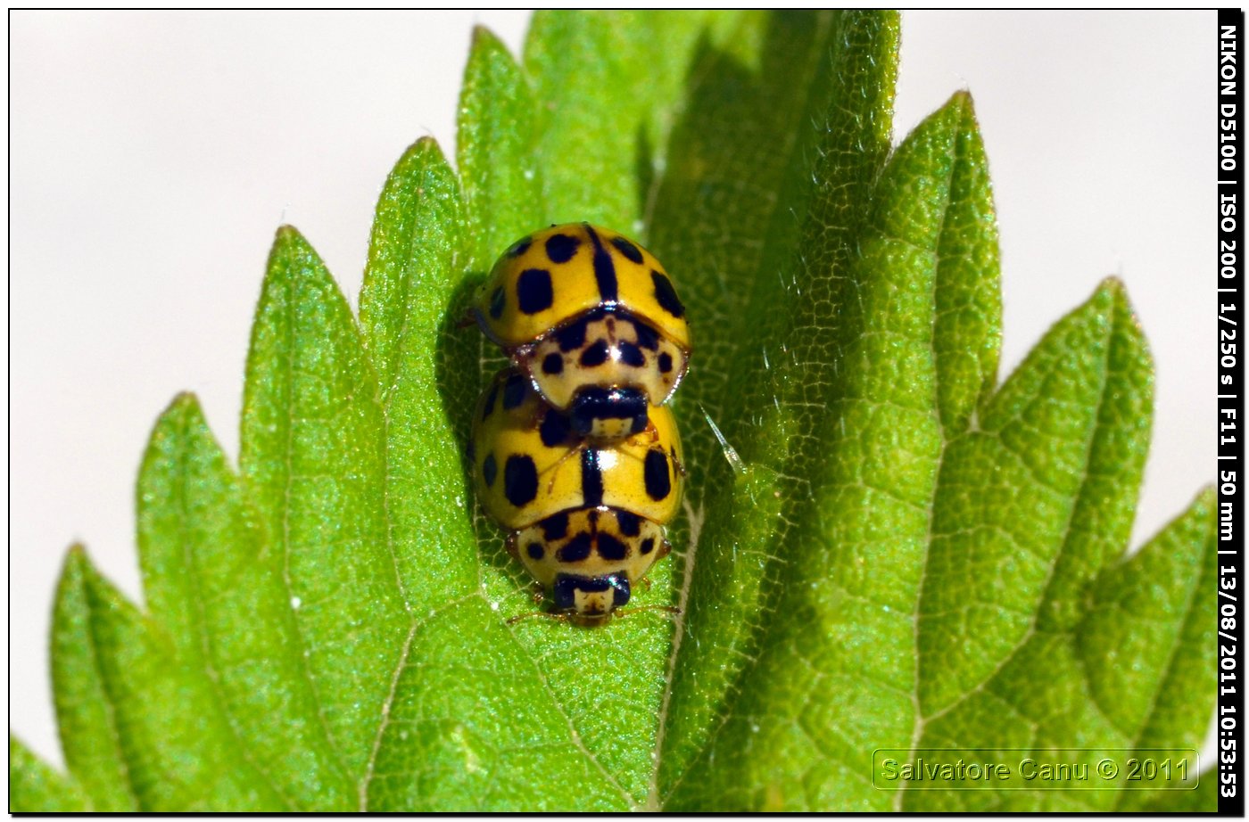 Propylea quatuordecimpunctata