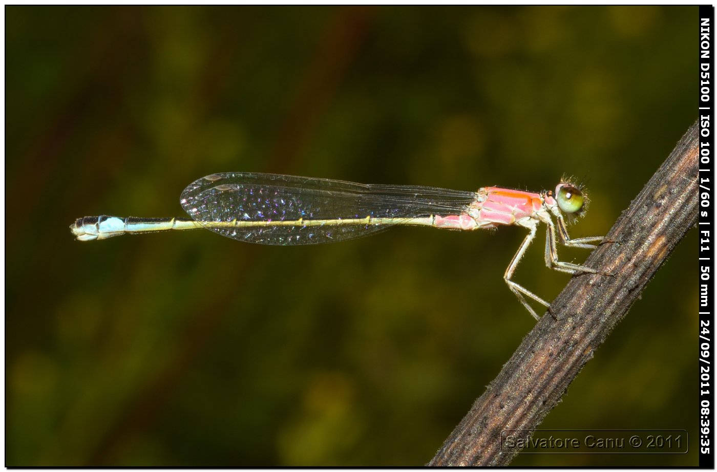 Ischnura genei