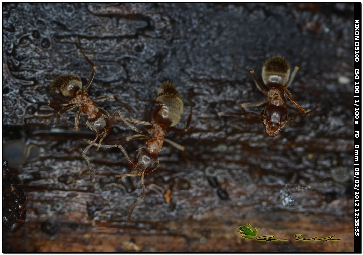 Formiche: Lasius sp.