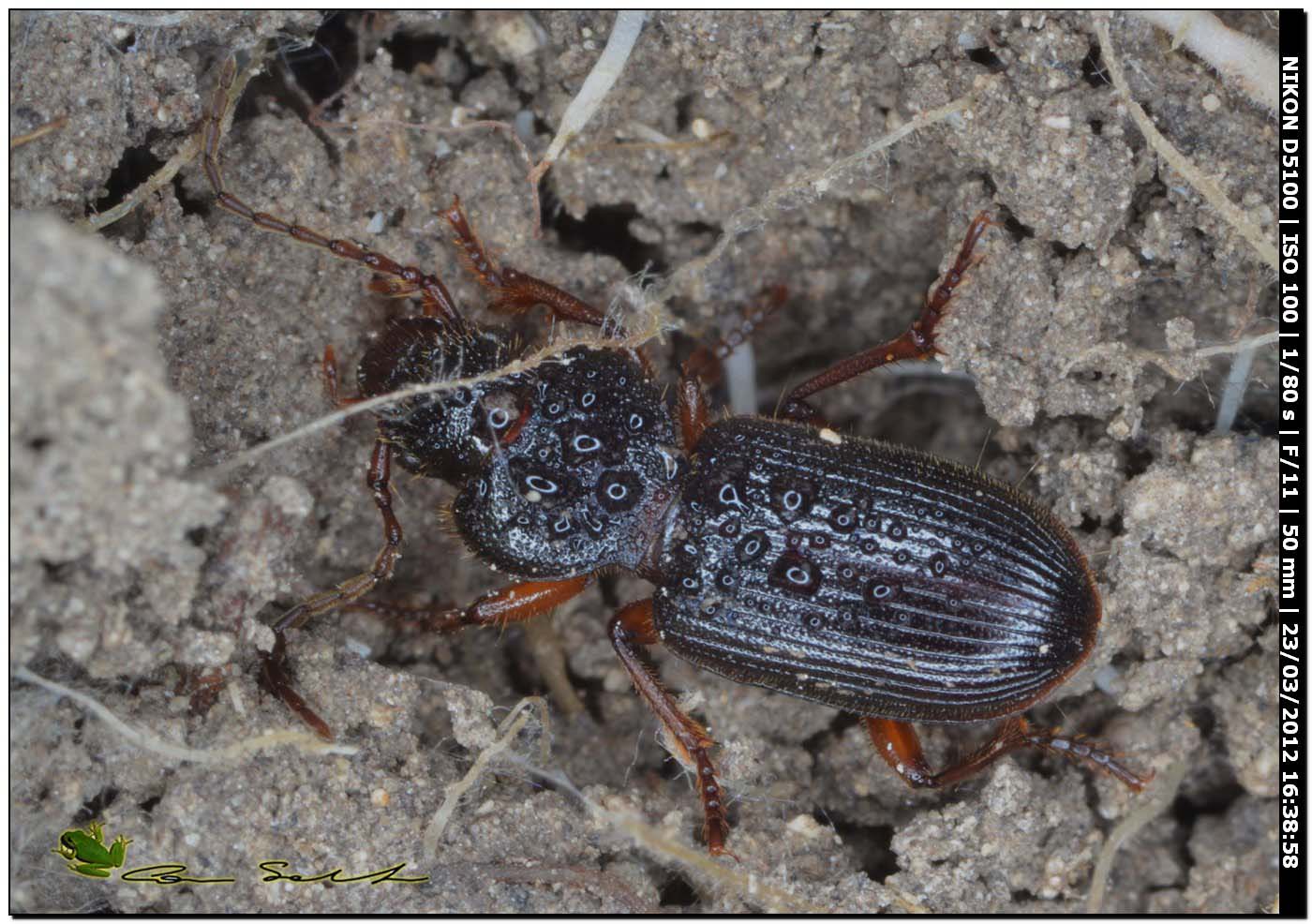 Carterus cfr calidonius e C. rotundicollis