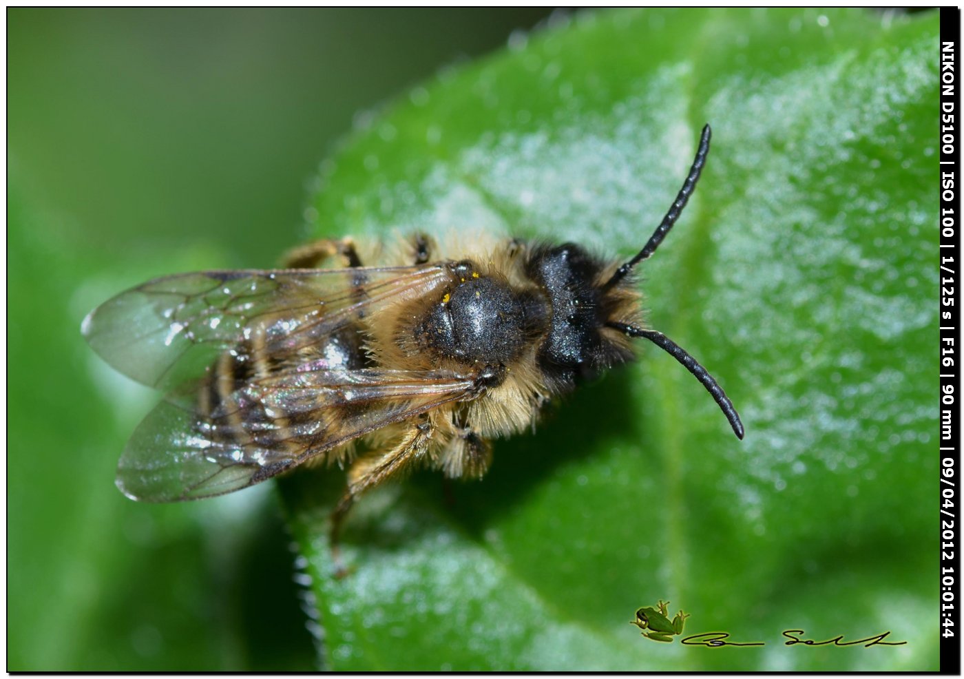 Maschi di Andrena cf. hersperia da Usini