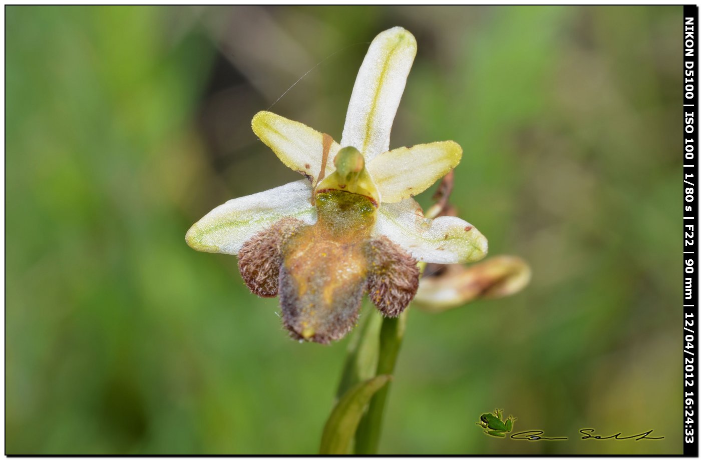 Ophrys sphegodes subsp. praecox