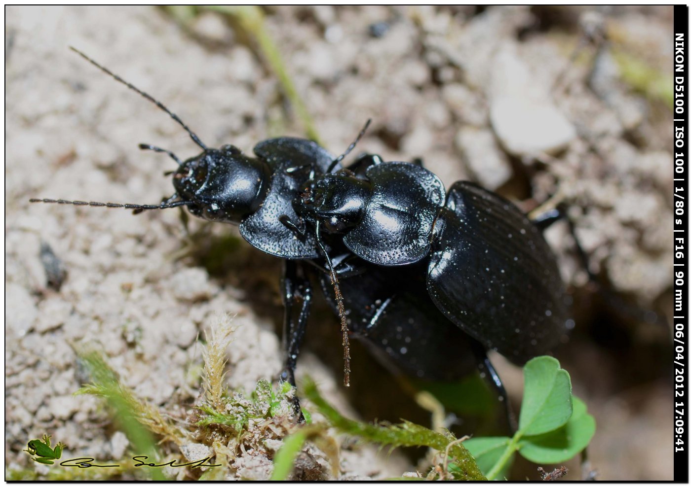 Licinus punctatulus ♂♀