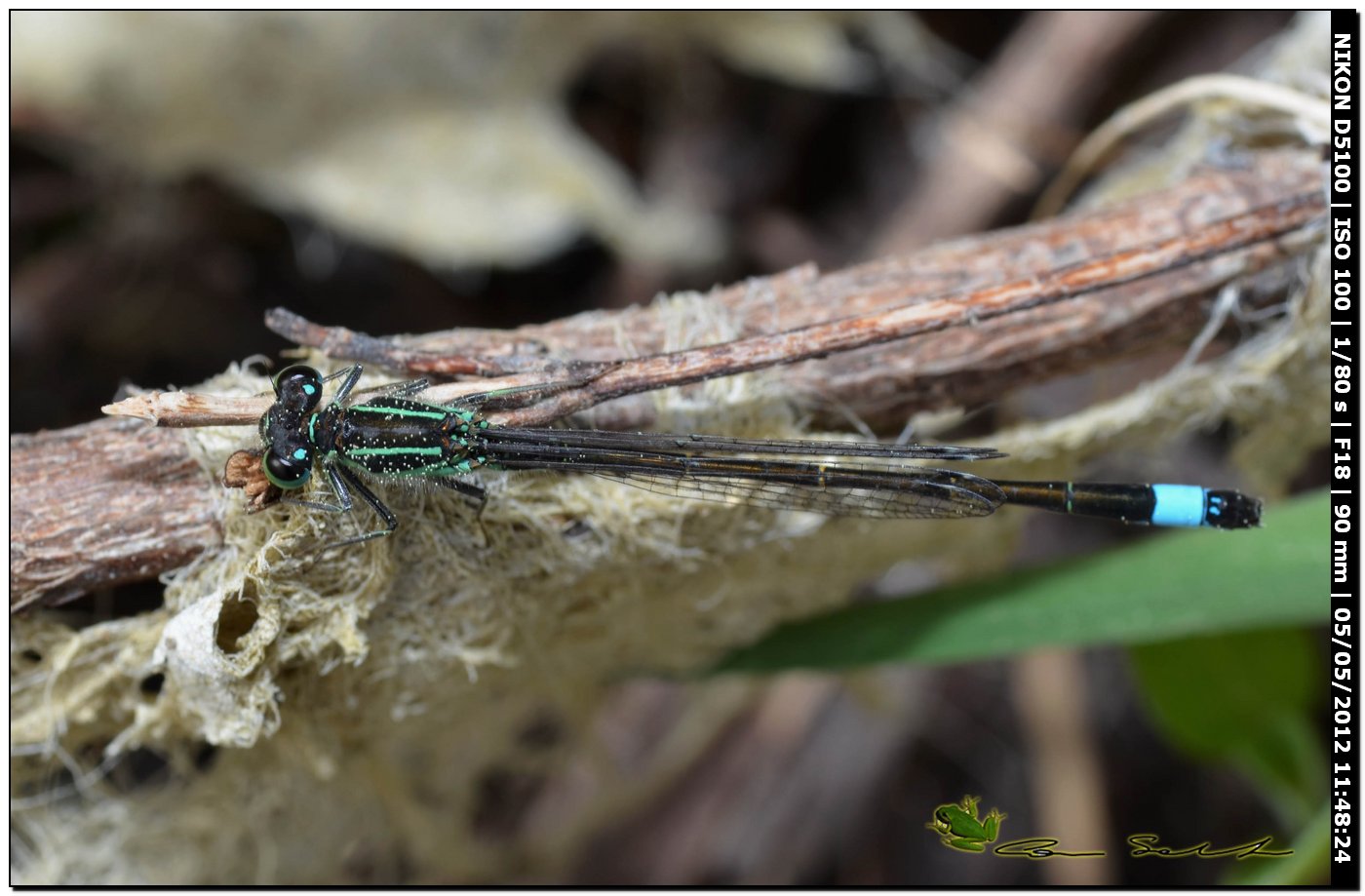 Ischnura genei