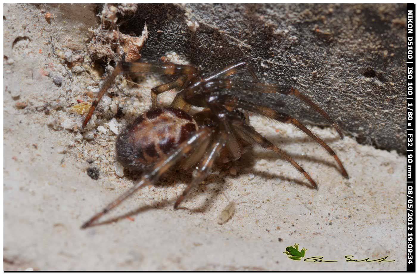 Steatoda nobilis