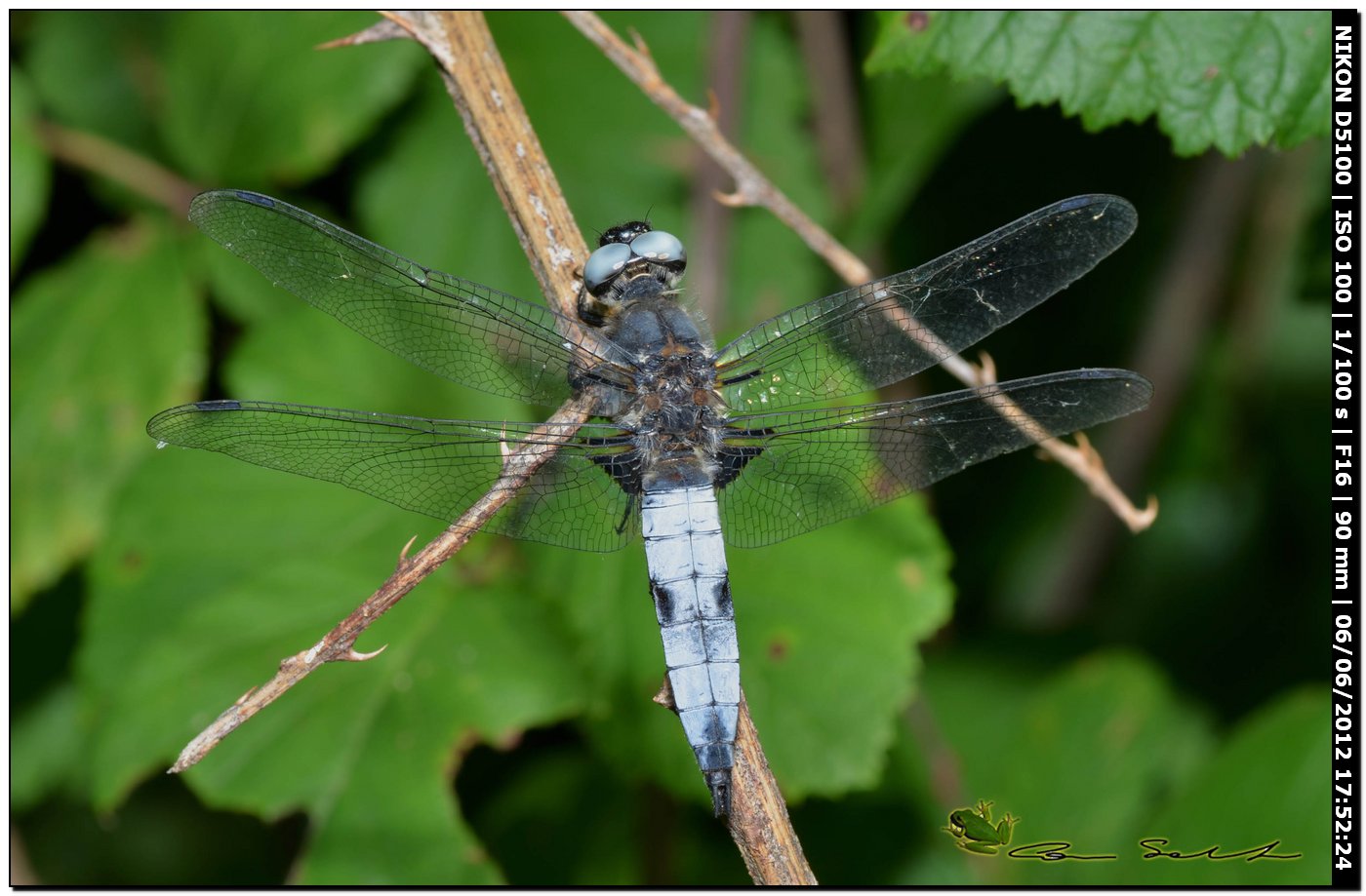 Libellula fulva ♂