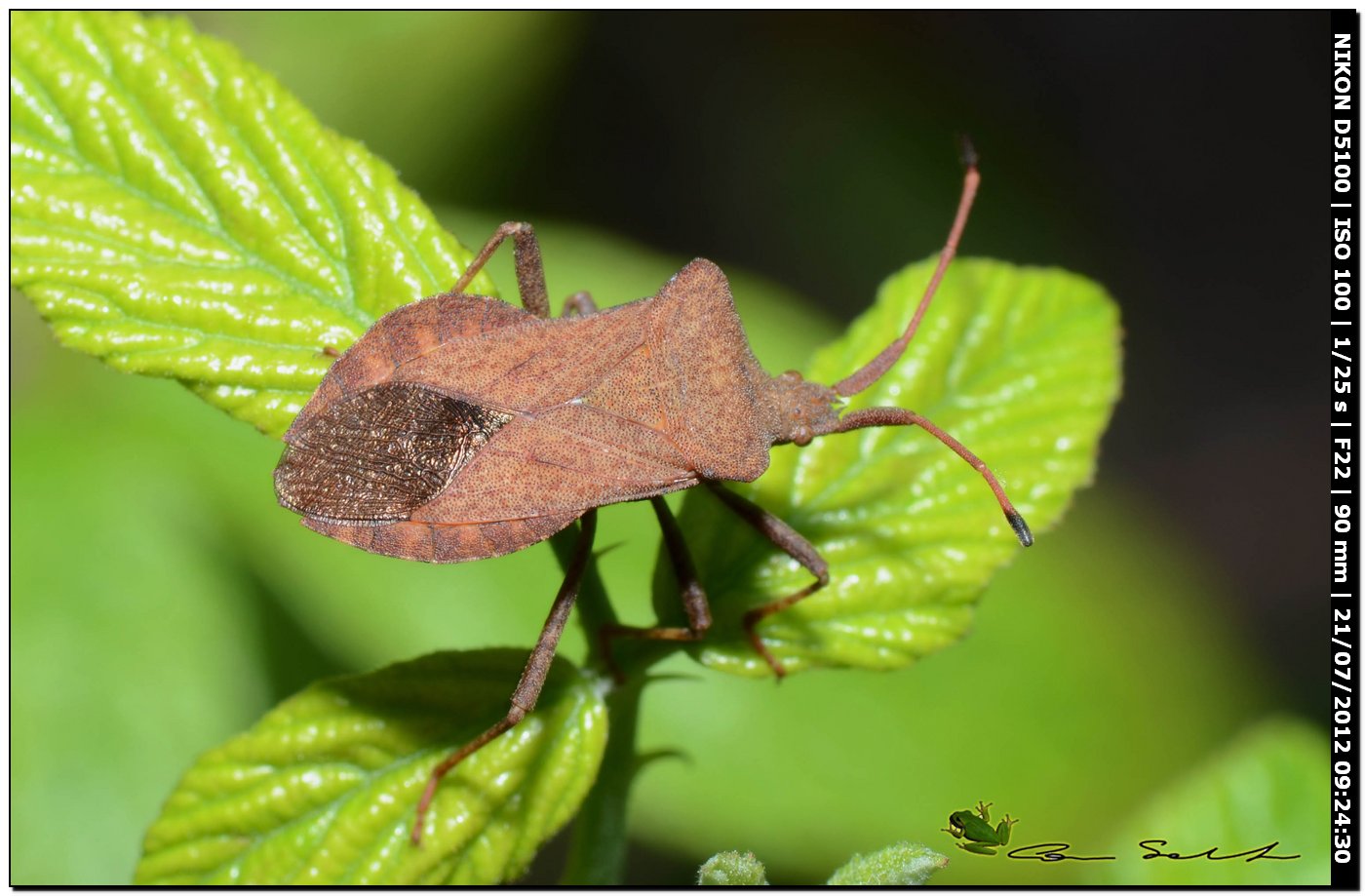 Coreidae: Coreus marginatus della Sardegna (SS)