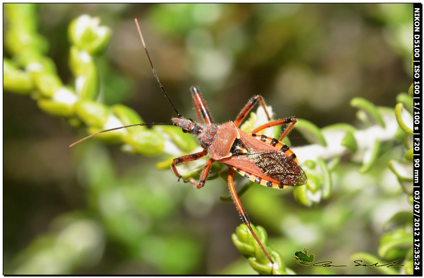 Rhynocoris erhytropus