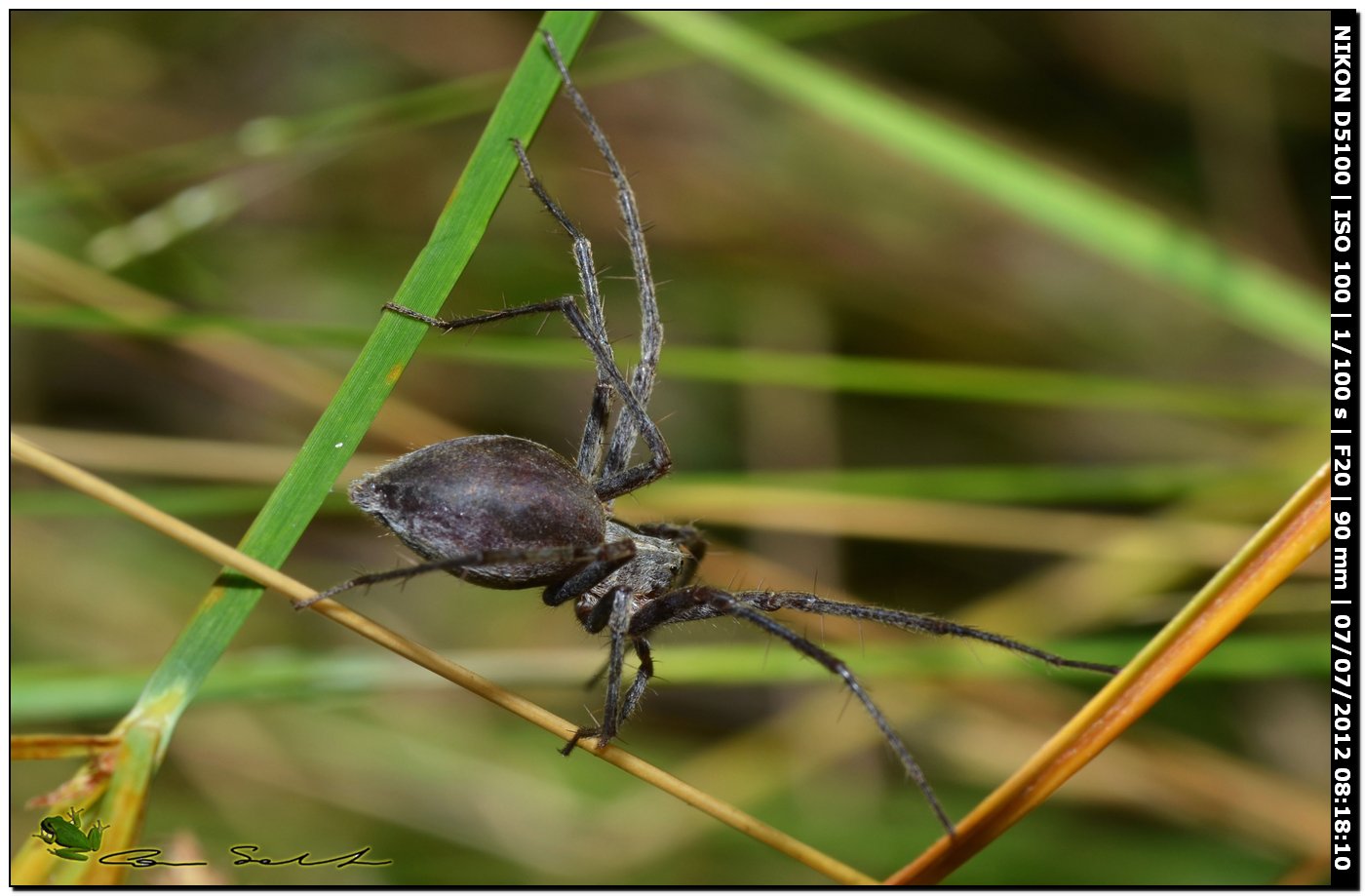 Pisaura sp.