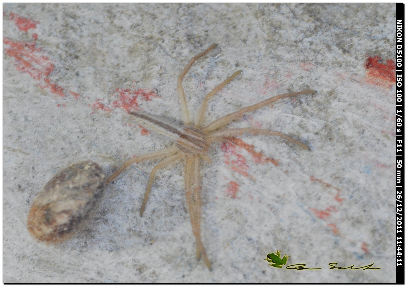 Sparassidae? No. Tibellus sp. (Philodromidae)